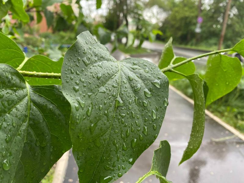 В Самарской области "вторые майские" не порадуют погодой