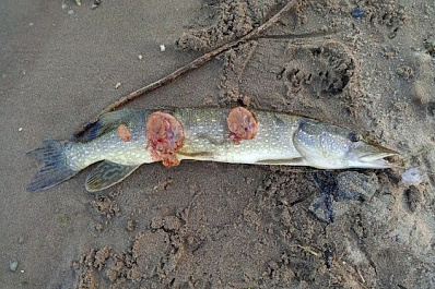 В Сызрани выловили на пляже рыбу с язвами