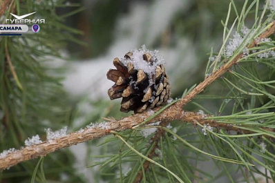 Самарцам рассказали, почему нельзя оставлять новогоднюю елку в мусорном контейнере