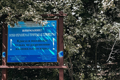 "Большая удача": туристы в лесах Самарской Луки встретили стадо диких кабанов