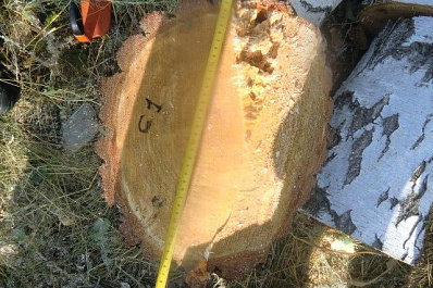 За незаконную рубку леса против 21-летнего жителя Волжского района возбуждено уголовное дело