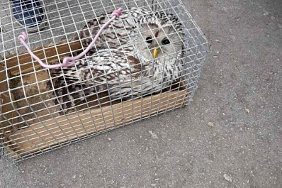 Спасенную от ворон сову передали на реабилитацию самарским орнитологам 
