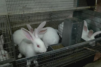 Житель Красноярского района на средства господдержки открыл кроличью ферму