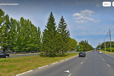 В Тольятти ищут активистов для участия в проекте по спасению городских елей