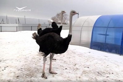 Фермеры Самарской области подают заявки на грант по развитию агротуризма