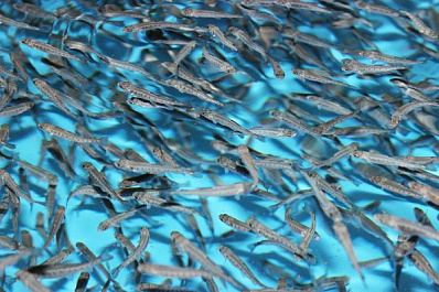 В Волгу вблизи Винновки выпустили 2,5 тысячи мальков стерляди 