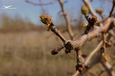 Ученый рассказал, как вырастить груши на айве и другие секреты прививки деревьев