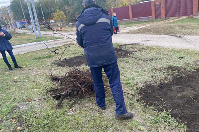 В Новокуйбышевске высадили 750 кустов кизильника