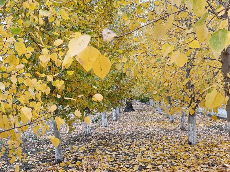 В Самарской области конец сентября будет влажным, но теплым