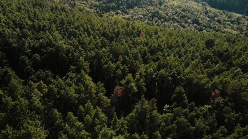 Самарцы перевыполнили план весеннего лесовосстановления региона