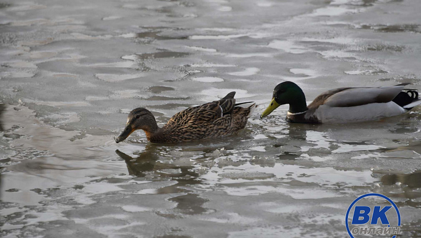 2 апреля в истории и архиве "ВК"
