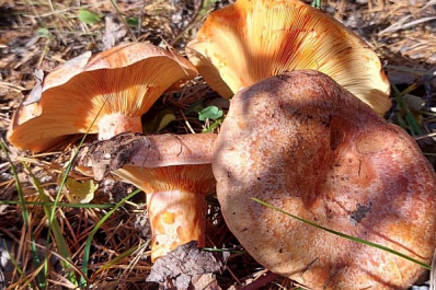 Как выбирать и готовить грибы: советы Роспотребнадзора