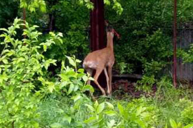 В Тольятти спасли косулю, застрявшую в заборе