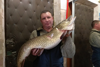 Чемпионский улов: в Сызрани рыбак вытащил из Волги гигантскую хищницу