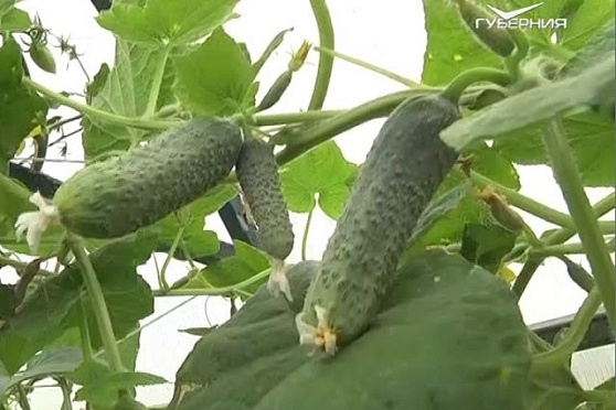 Дачные советы 19.01.2017. Огурцы