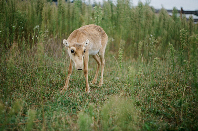 Стало известно, что сайгаков исключат из Красной книги России