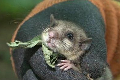 В Жигулевском заповеднике изучают поведение сони-полчка