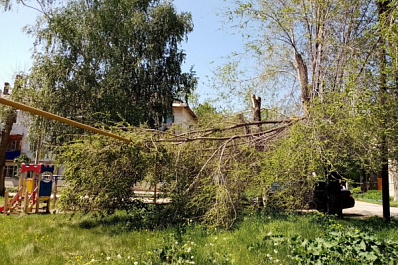 Жители Самарской области рассказали о проблеме падающих деревьев в регионе