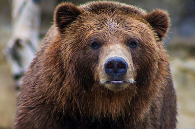 В Алтайском крае ищут новый дом спасенному медведю