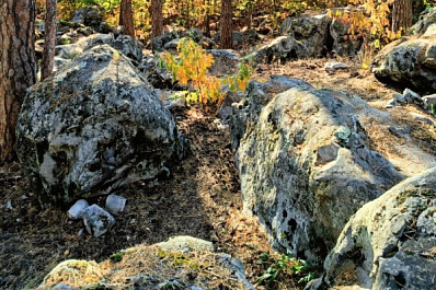 Российские ученые открыли новые виды лишайников