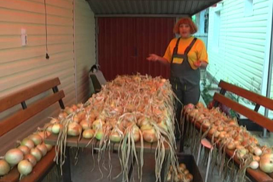 Дачные советы 7.08.2014