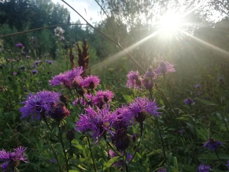 В Самарской области откроют экологический парк для детей