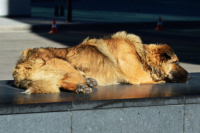 В Самарской области могут начать штрафовать владельцев домашних животных за неправильный выгул 