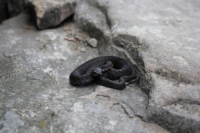 В Самарской области в лесах активизировались ядовитые змеи