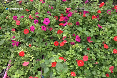 Клумбы и вазоны в Новокуйбышевске украсят цветами до 10 июня