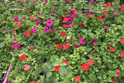 Название статьи