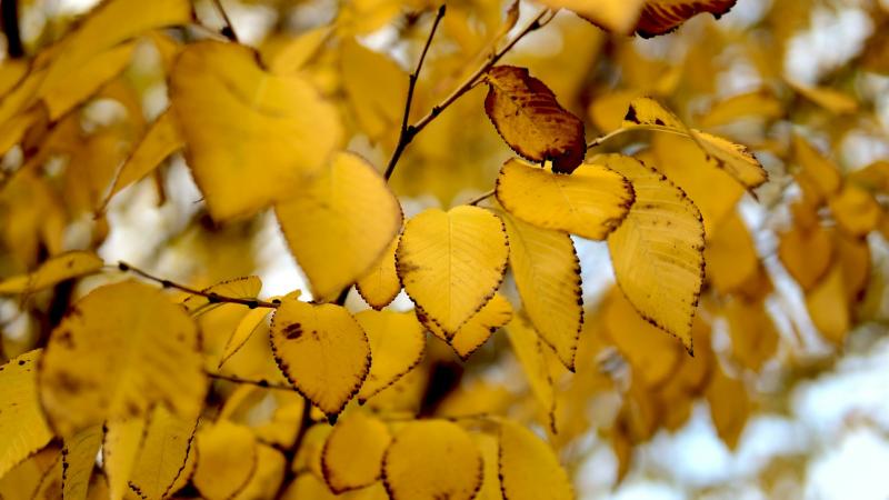 Погода на 29 сентября 2025 года: народные приметы и прогноз синоптиков