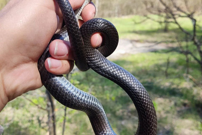 В Жигулевском заповеднике учёные обнаружили редкую краснокнижную змею