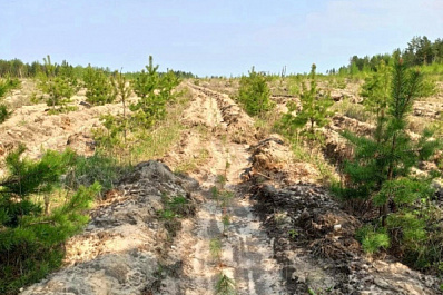 В Тольятти восстановят около 128 га леса
