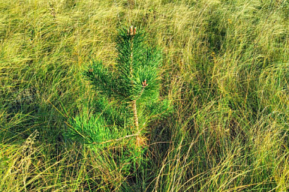 Название статьи