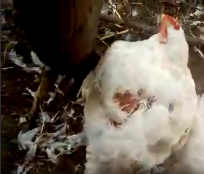 СМИ распространили ложную информацию о набеге чупакабры в Самарской области