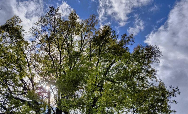 В Самаре начался сезонный уход за растениями