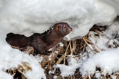 В Нижнем Новгороде пройдет акция "Шуба из норки нужна только норке!"