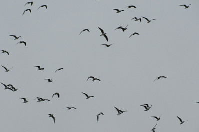 Около 20 тысяч мертвых птиц обнаружили в районе озера