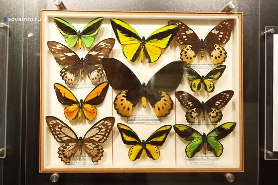 "Умный дом бабочек". Эксперименты Платоновой