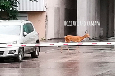 В центре Самары бегает косуля