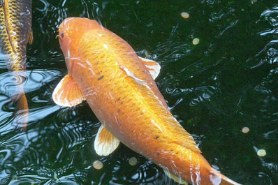 Пенсионер из Самары поймал самую "дорогую" рыбу в своей жизни