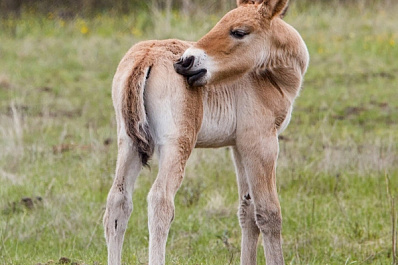 В питомнике под Самарой удалось определить пол краснокнижного жеребенка