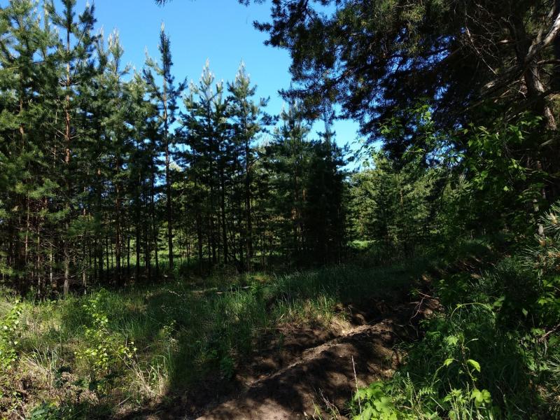 В Самарской области усилили контроль за лесами Борского района