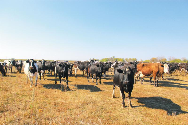 Молочный план: как в Новом Сарбае развивают животноводство