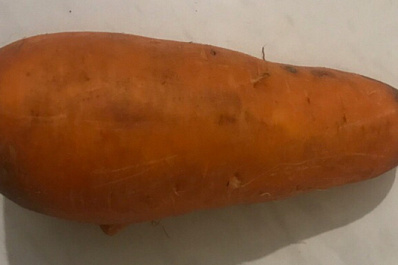 Самарцы вырастили аномальную морковь