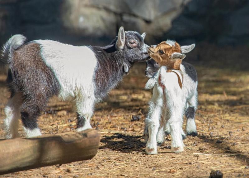Фото дня: в Новосибирске выложили фото новорождённых лосят и козлят