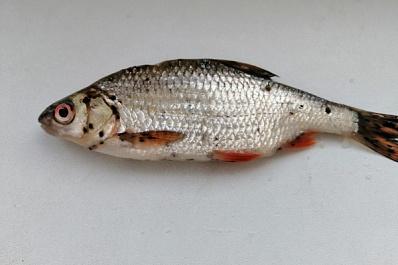 В Сызрани завелась рыба со страшным паразитом