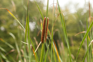В Шигонском районе тушили камыш