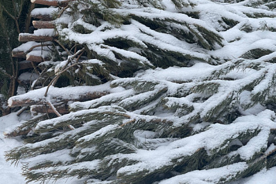 В Тольятти открыли точки сбора новогодних деревьев