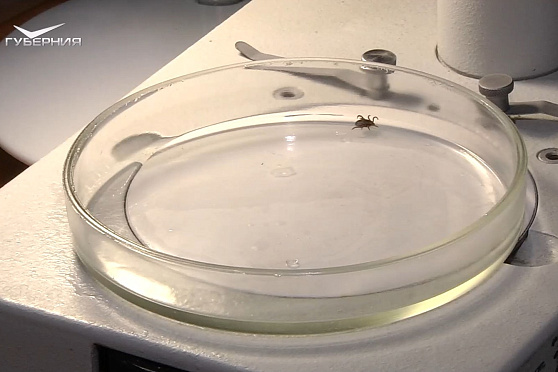 Защита от клещей, уникальные протезы и "умный" стетофонендоскоп. Школа здоровья